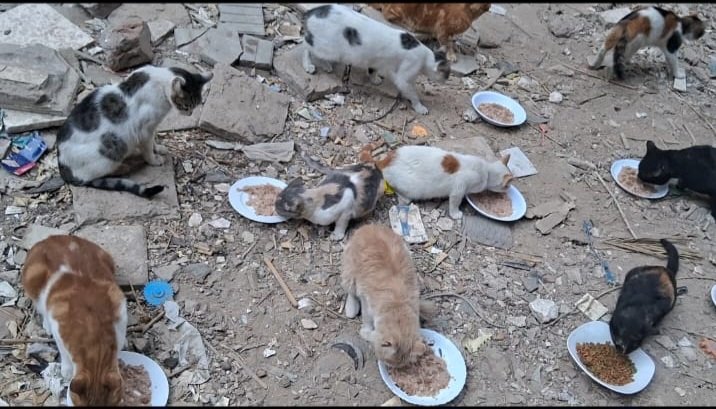 AnimalFriendsAF's tweet photo. Why all this injustice against us? Do you know that we haven't eaten anything since yesterday & we haven't slept The bombing has become very intense & continuous. We don't know why. We thought about lying in front of the tanks so they can kill us & get rid of the fear, cold, pain, & hunger. But what prevents us from doing that is thinking about the fate of our innocent children & furries. We know that we have become a burden to you & bother you when we share our suffering with you, but excuse us because we have become unable to do anything. Everyone consoles us, but without extending a helping hand to us, as if they are unintentionally helping our enemies to eliminate us. Can you imagine that we have become begging for help so that we don't die of starvation?.
Please DONATE via links below 👇
‼️GoFundMe link https://t.co/2tFLncfVhh
‼️PayPal link is mentioned in our bio.