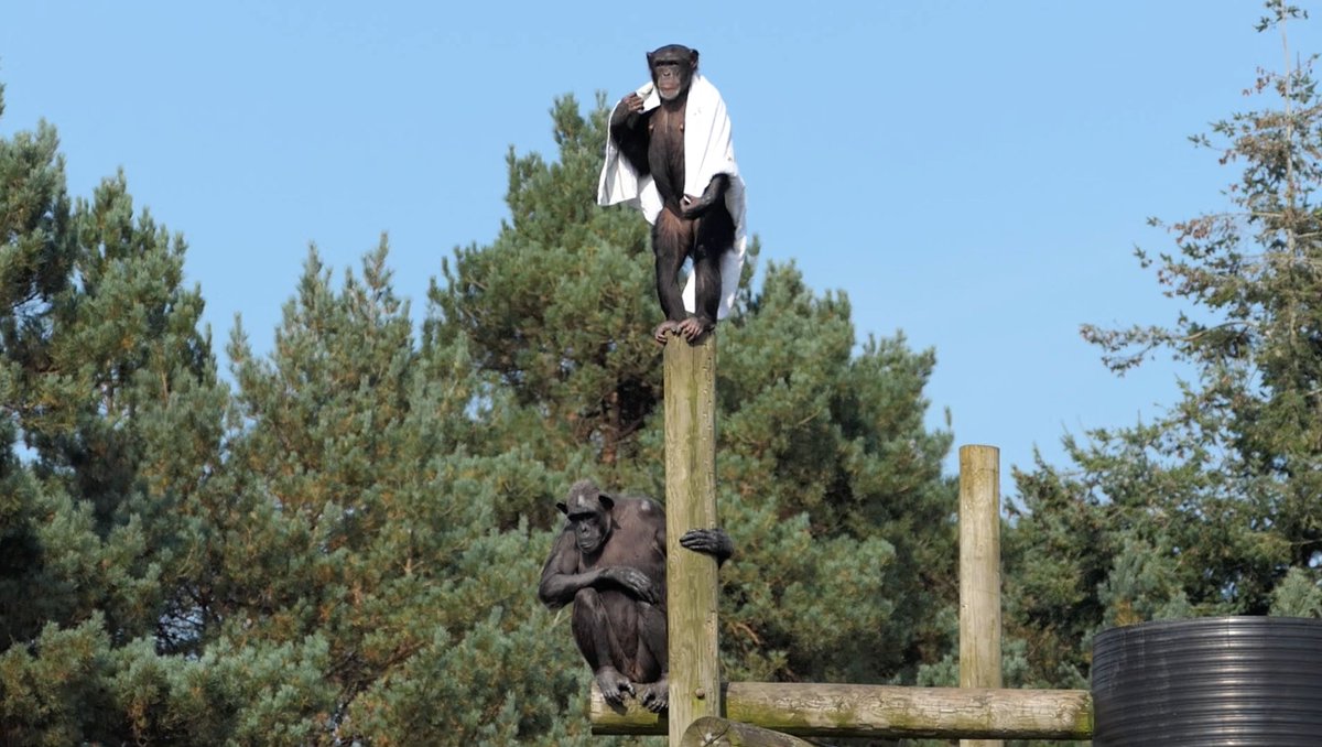 Monkey World Dorset tweet media