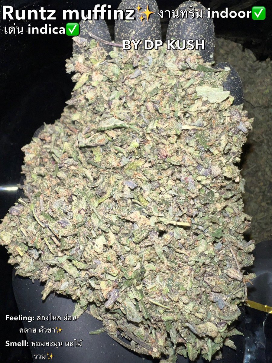DP Kush tweet media