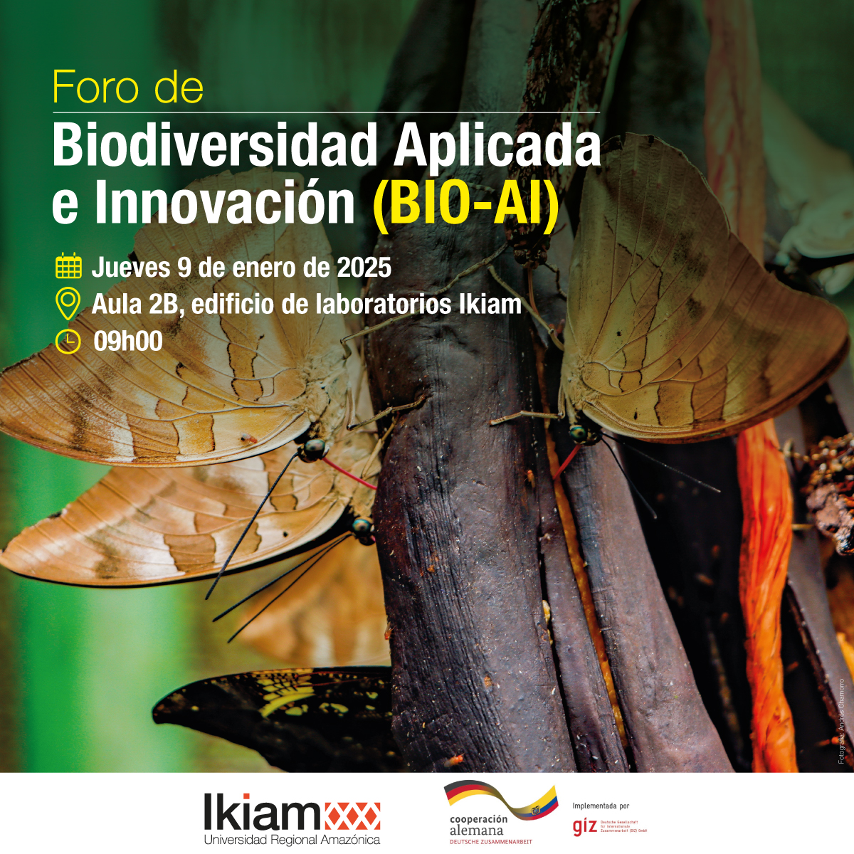 Te invitamos al Foro de Biodiversidad Aplicada e Innovación, organizado por Ikiam en colaboración con la GIZ Ecuador.

📅 9 enero 2025
 ⏰ 9h00
 📍 Aula 2B, edificio de laboratorios

Descubre cómo la biodiversidad de nuestra Amazonía impulsa soluciones innovadoras para un futuro