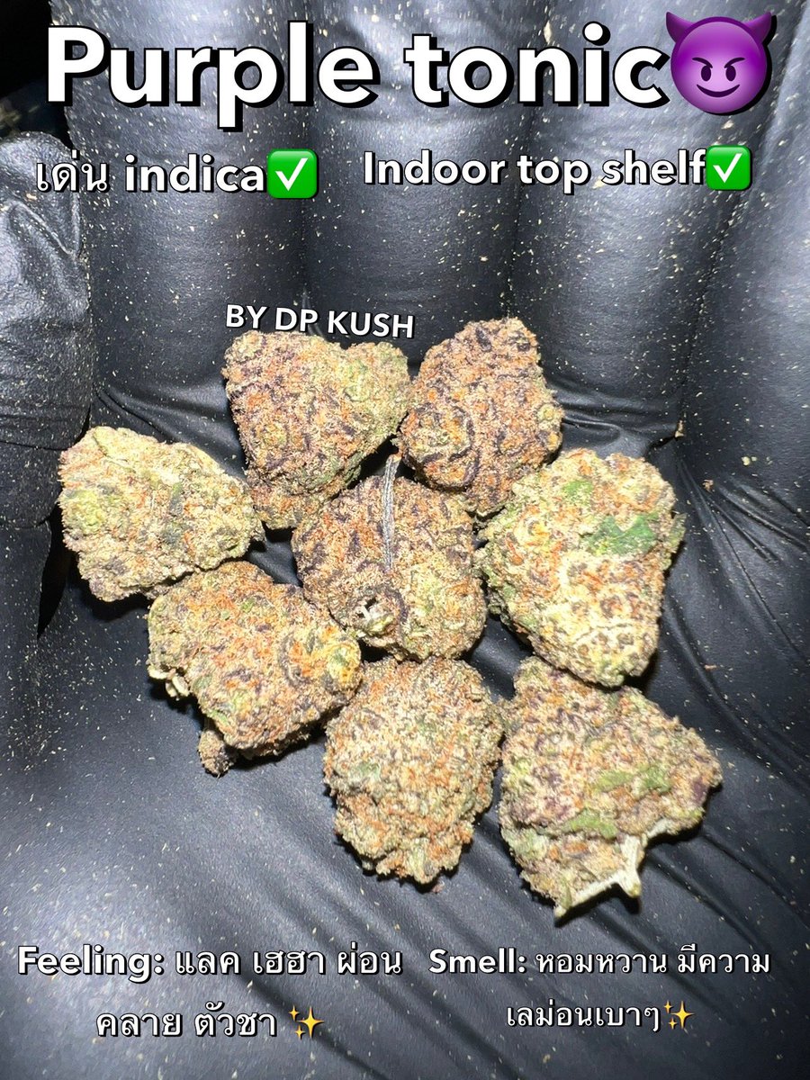 DP Kush tweet media