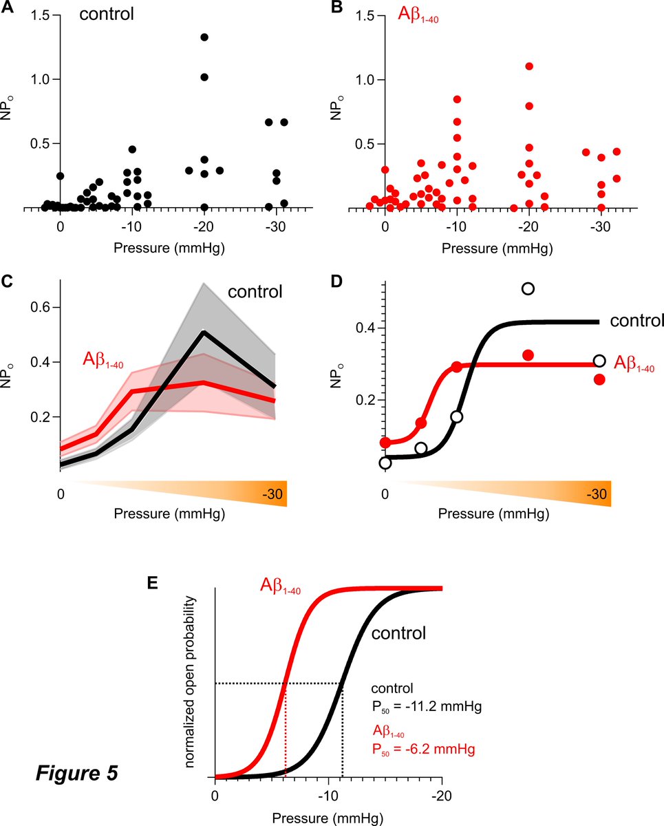 Osama Harraz (@osamaharraz) on Twitter photo Amyloid beta Aβ1-40 activates Piezo1 channels in brain capillary endothelial cells <a href="/BiophysJ/">Biophysical Journal</a>
sciencedirect.com/science/articl… Amyloid beta Aβ1-40 activates Piezo1 channels in brain capillary endothelial cells <a href="/BiophysJ/">Biophysical Journal</a>
sciencedirect.com/science/articl…