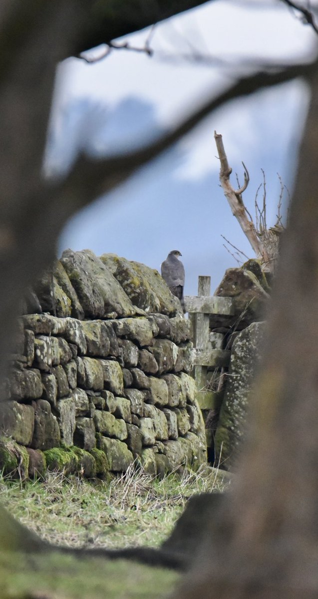Sparrowhawk ⁦at Burton Point <a href="/RSPB_BurtonMere/">RSPB Burton Mere Wetlands</a>⁩