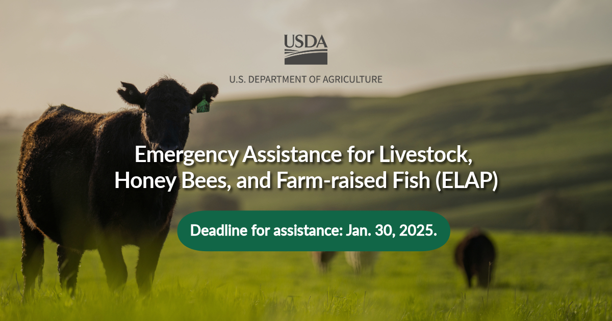 We're accepting 2024 ELAP applications through Jan. 30. ELAP provides assistance to eligible producers of livestock, honeybees and farm-raised fish for losses due to disease, including dairy producers impacted by H5N1, and certain adverse weather events fsa.usda.gov/news-events/ne…