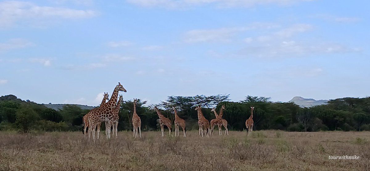 MuriithiMick's tweet image. Elegant tower in the wilderness. 

Scenes to recreate in 2025 on our travel experience