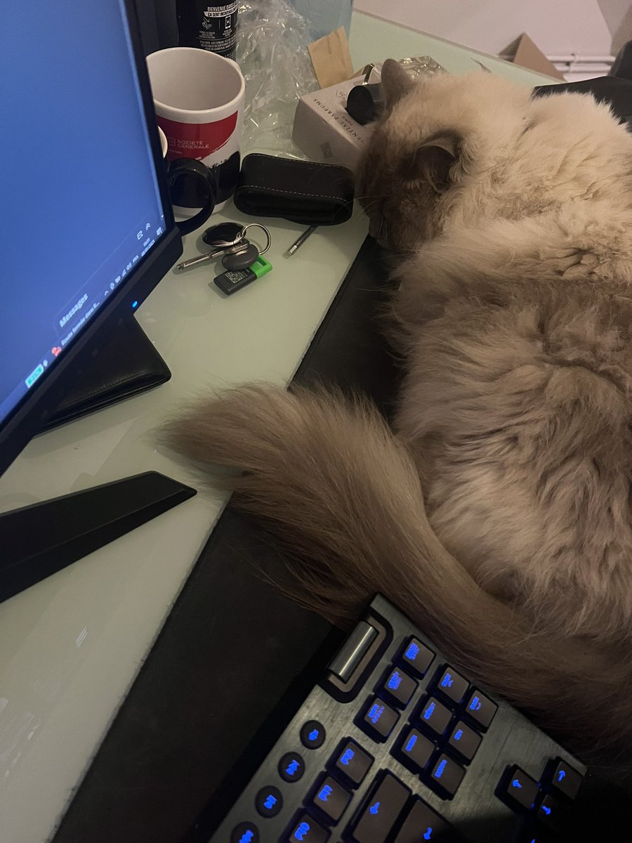 Trop relou le chat je peux pas jouer…………