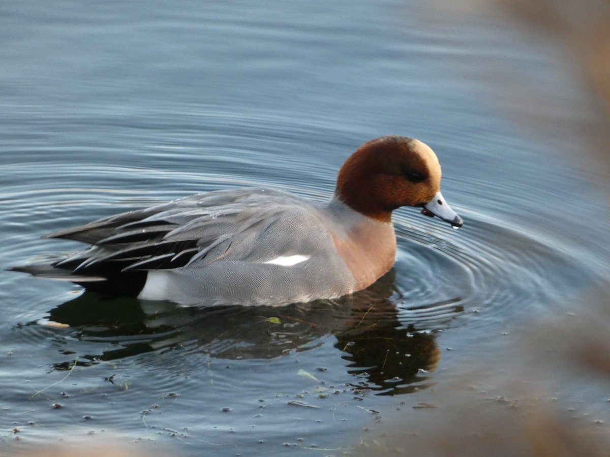 A nice photo of a wigeon at #lackfordlakes taken recently