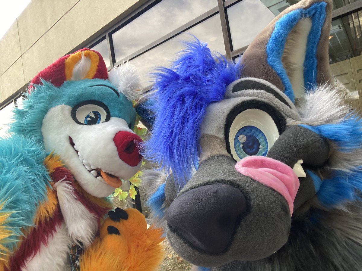 Maverick the Husky 🔜 FWA (@fluffyhusky88) on Twitter photo I didn’t know it was possible for a yeen to be this stinkin’ cute! 😊💙🐾 <a href="/PitYeen/">Pit the Yeen</a>
#MidwestFurfest #MFF2024 I didn’t know it was possible for a yeen to be this stinkin’ cute! 😊💙🐾 <a href="/PitYeen/">Pit the Yeen</a>
#MidwestFurfest #MFF2024