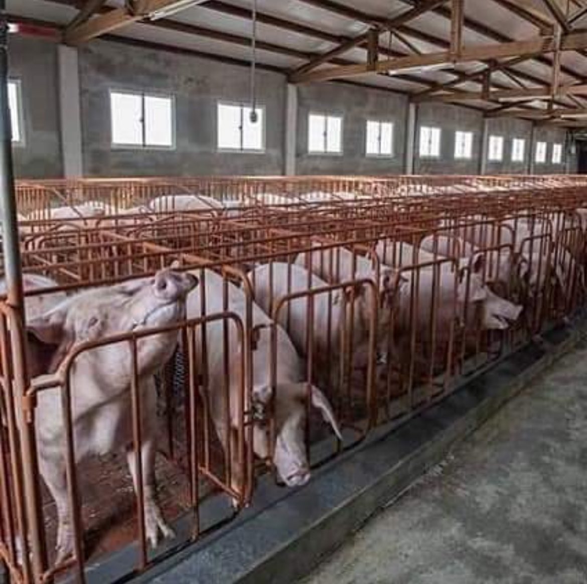 To all the nonvegan Christians: Do you really think God would be happy about what we do to animals?