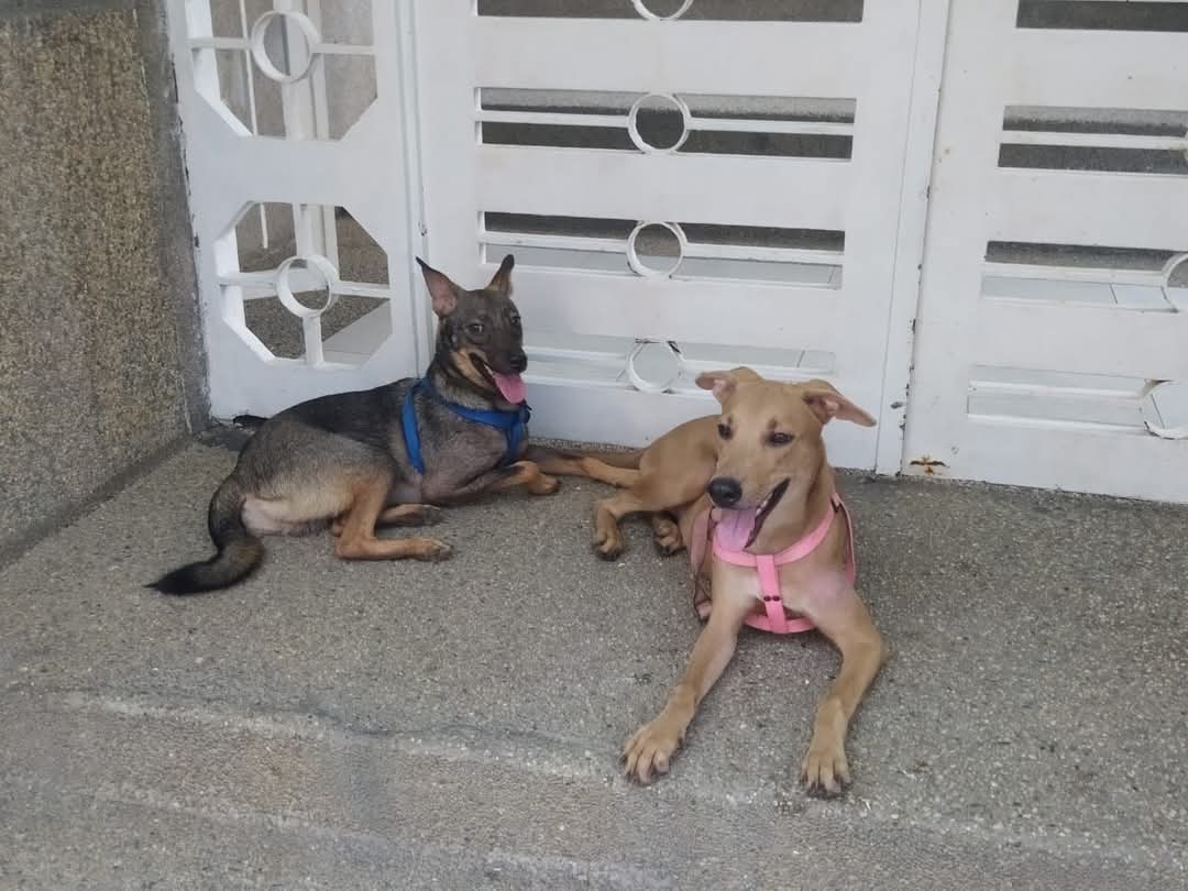 Caso de terceros. 
Los  dan en Adopción, se van del país. Están en La Guaira, Caribe.
Contacto 04121466890