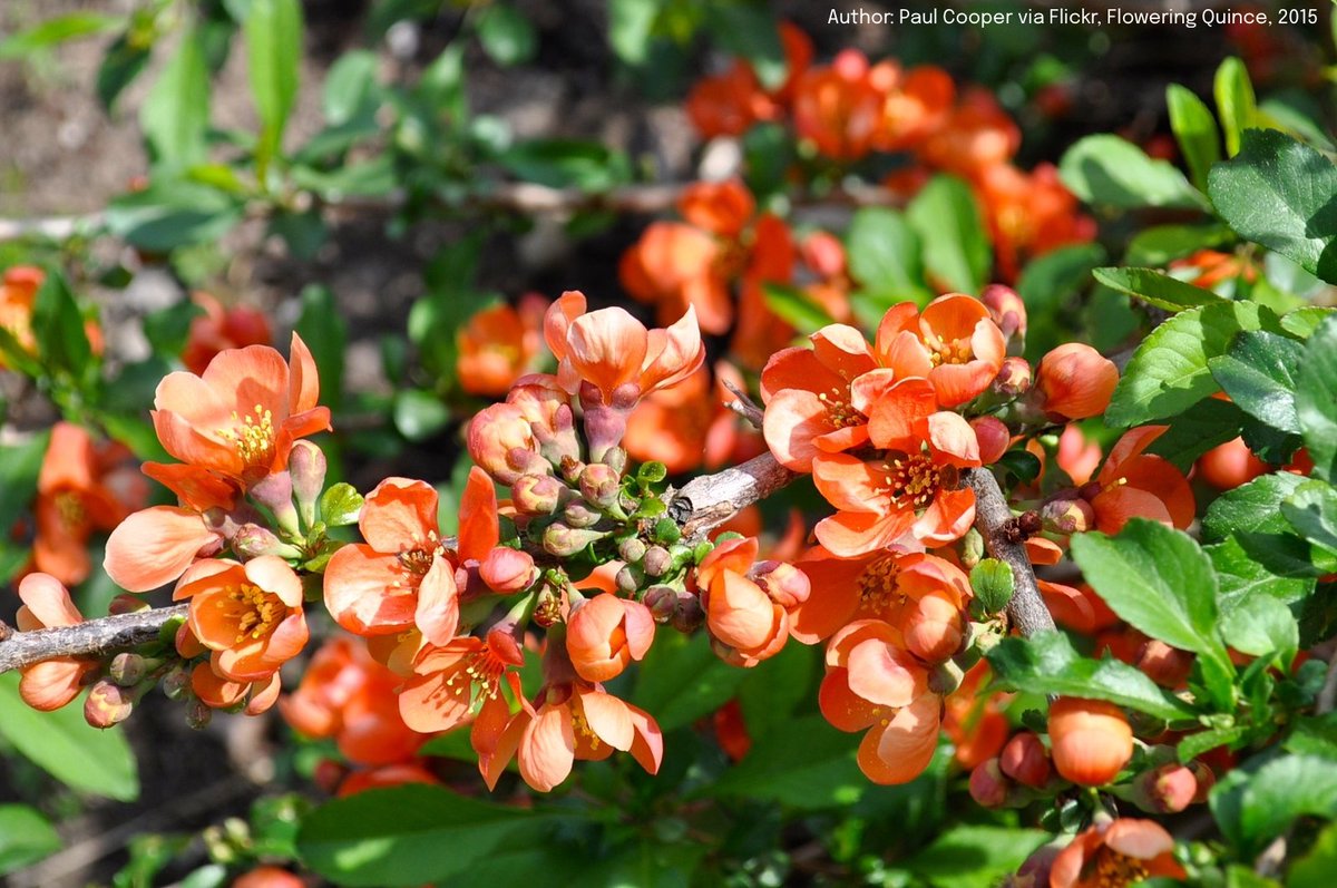 Virginia Cooperative Extension Master Gardeners tweet media