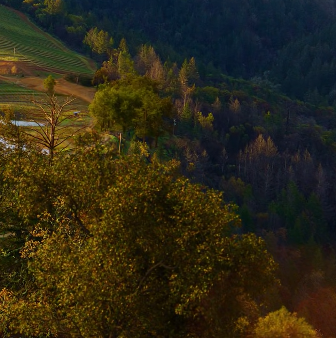 CalTestCal's tweet image. Post 1