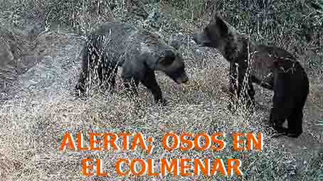 FAPASSPAIN's tweet image. PRESENCIA OSERA EN LAS COMARCAS LEONESAS DE OMAÑA Y LUNA
Durante el pasado año 2024, la presencia de osos en los territorios de Omaña y Luna ha sido bastante intensa