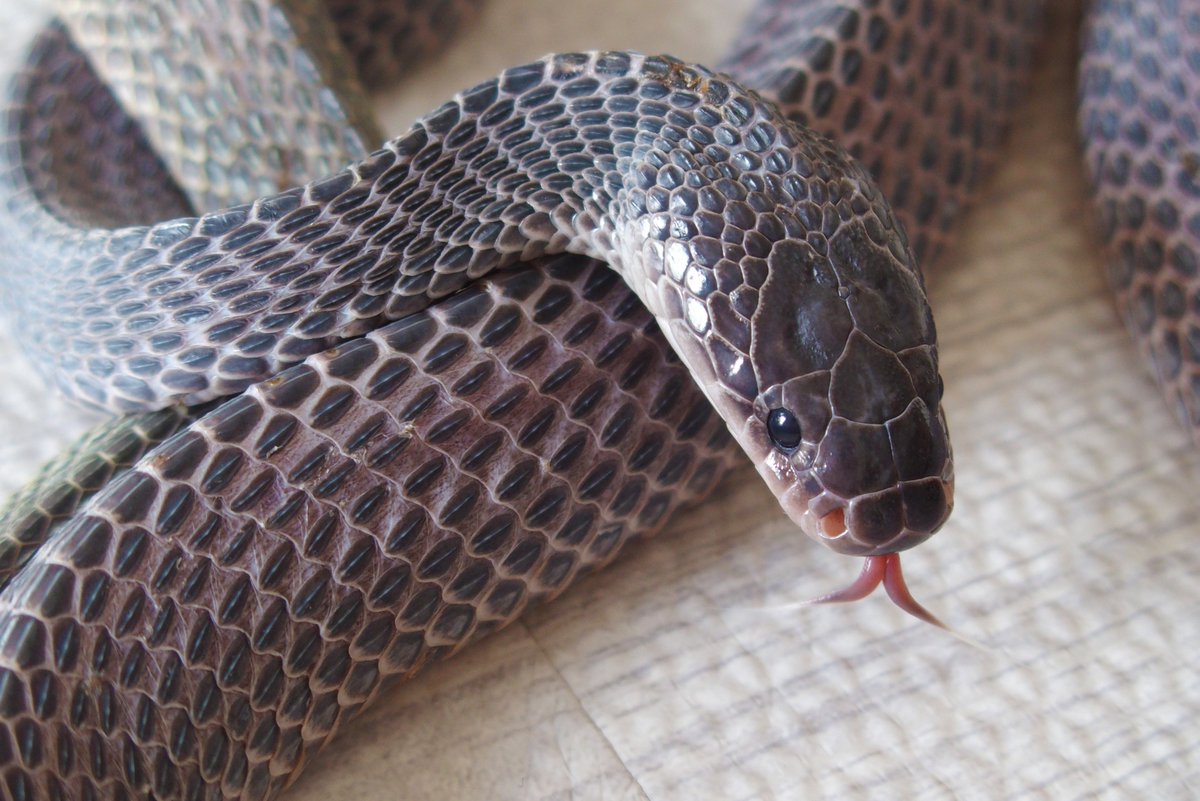 Olympian_Snakes's tweet photo. This girl looks fantastic... She's still not eating for me though... I hope she will soon. 😮💨💔
But she just shed and her little bruises are healing well!❤️
#AfricanFileSnake #クロスサンカクヘビ
#LimaformosaCrossi https://t.co/kUyOmKJfFC