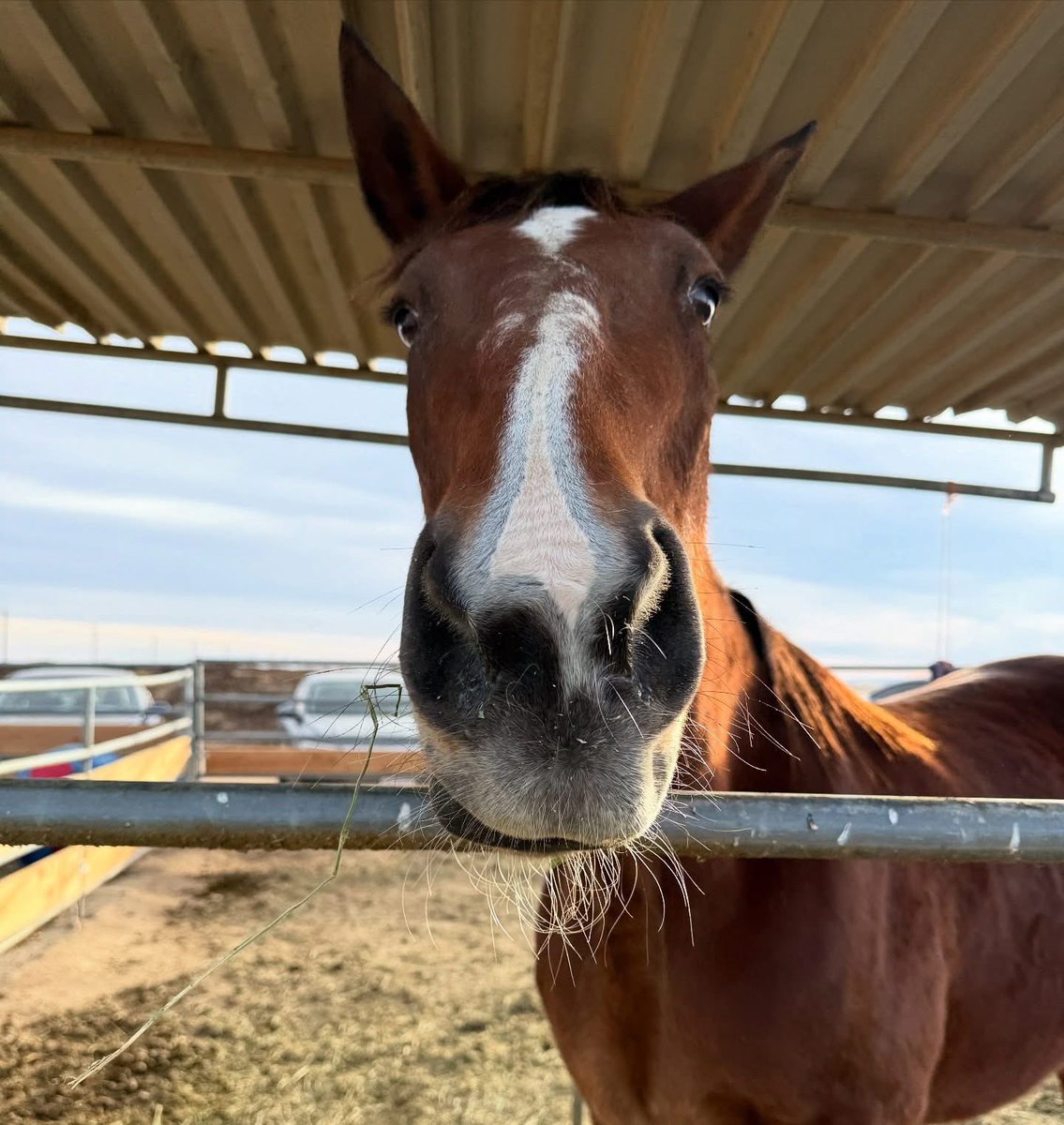 Our hearts are heavy seeing devastation of these fires💔 
If anyone needs 2 #evacuate #horses, we hv space. Pls contact us if u need to relocate yr animals-we are here 2help in any way we can. Call our founder Leslie:
(805) 795-0662 
#PalisadesFire #EatonFire #animal #evacuation