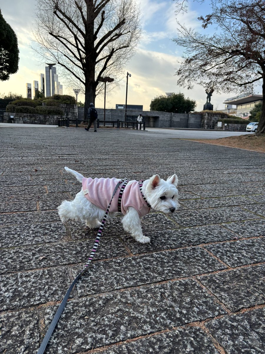 nasuke03's tweet image. 雪雲が来るらしいよ
皆ワンご安全に🐶
