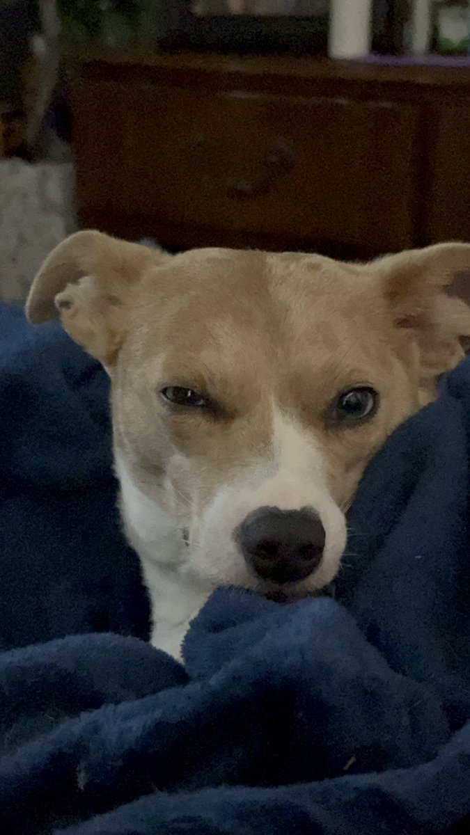 veets53's tweet photo. @mitchellvii Sadie sue https://t.co/gkm6dMRPi9