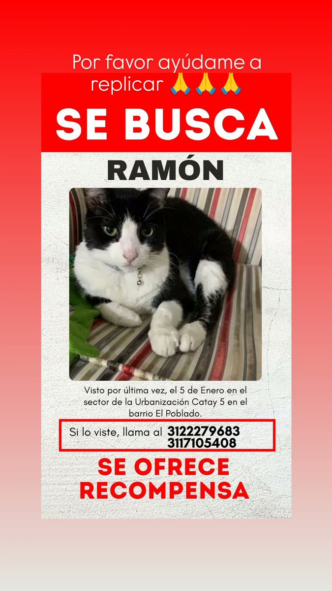 Hola ayúdanos a encontrar a Ramón, se perdió hace 3 días por el sector de Catay en el Poblado, cerca a Provenza y a la iglesia la Divina Eucaristía. Les agradecemos. <a href="/minuto30com/">Minuto30.com</a> <a href="/hora13noticias/">Hora13 Noticias</a> <a href="/elcolombiano/">El Colombiano</a> <a href="/AntioquiaNot/">Antioquia Noticias</a> <a href="/CaracolMedellin/">Caracol Radio Medellín</a>  @RCNMedellin944 <a href="/AmorDGatos/">Amor De Gatos</a>