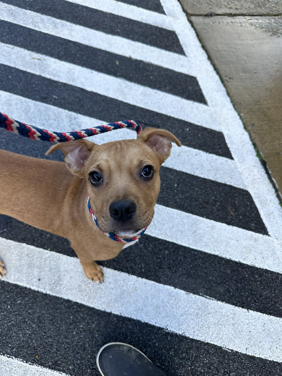 laurenbradfor's tweet image. Meet Tater, one of the dogs available for adoption at the Elizabethton/Carter County Animal Shelter

While many may assume he’s named after potatoes, my little secret is that it’s actually after Anthony Santander and tony taters #GoOs #adoptdontshop