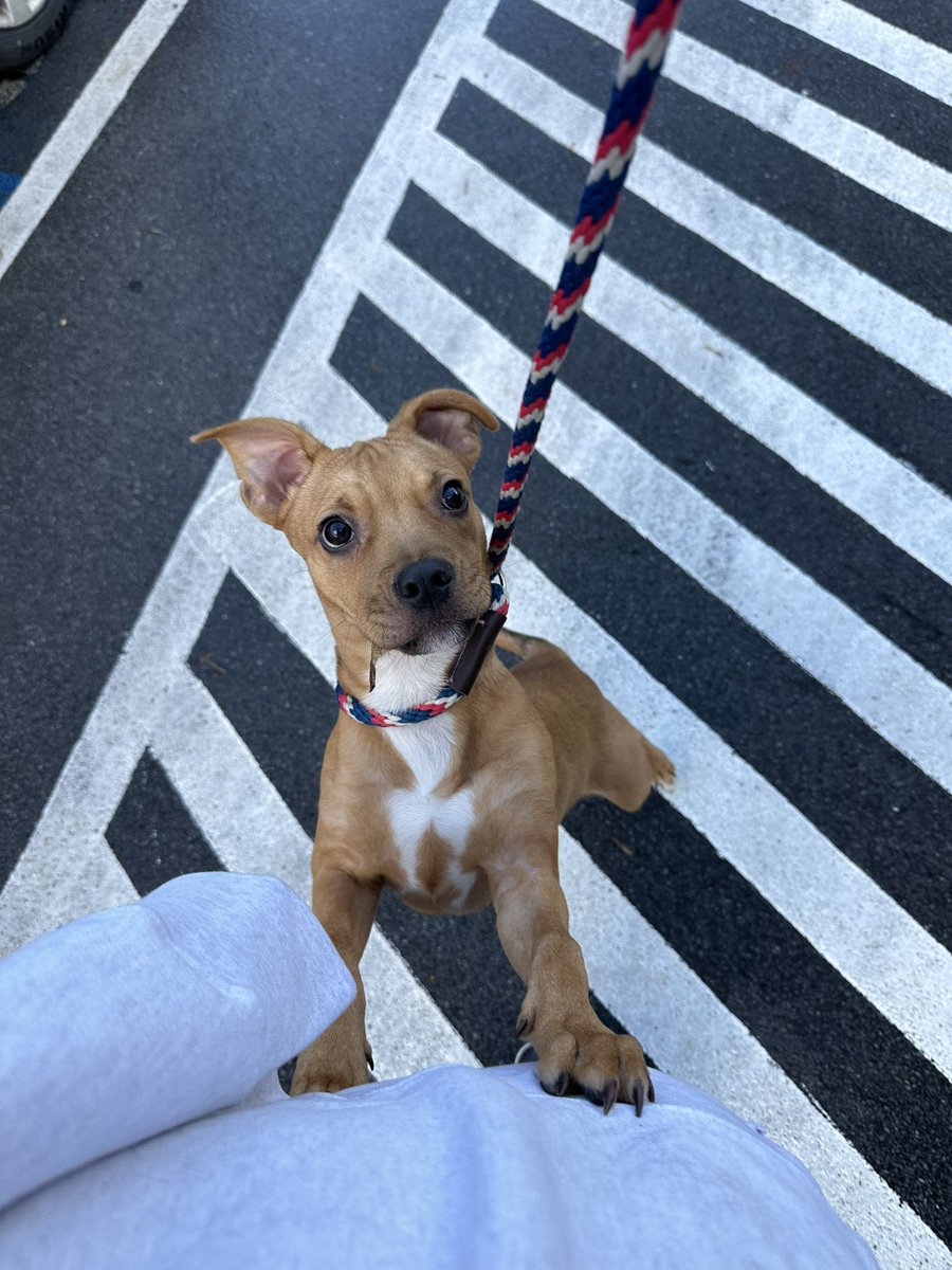 laurenbradfor's tweet image. Meet Tater, one of the dogs available for adoption at the Elizabethton/Carter County Animal Shelter

While many may assume he’s named after potatoes, my little secret is that it’s actually after Anthony Santander and tony taters #GoOs #adoptdontshop