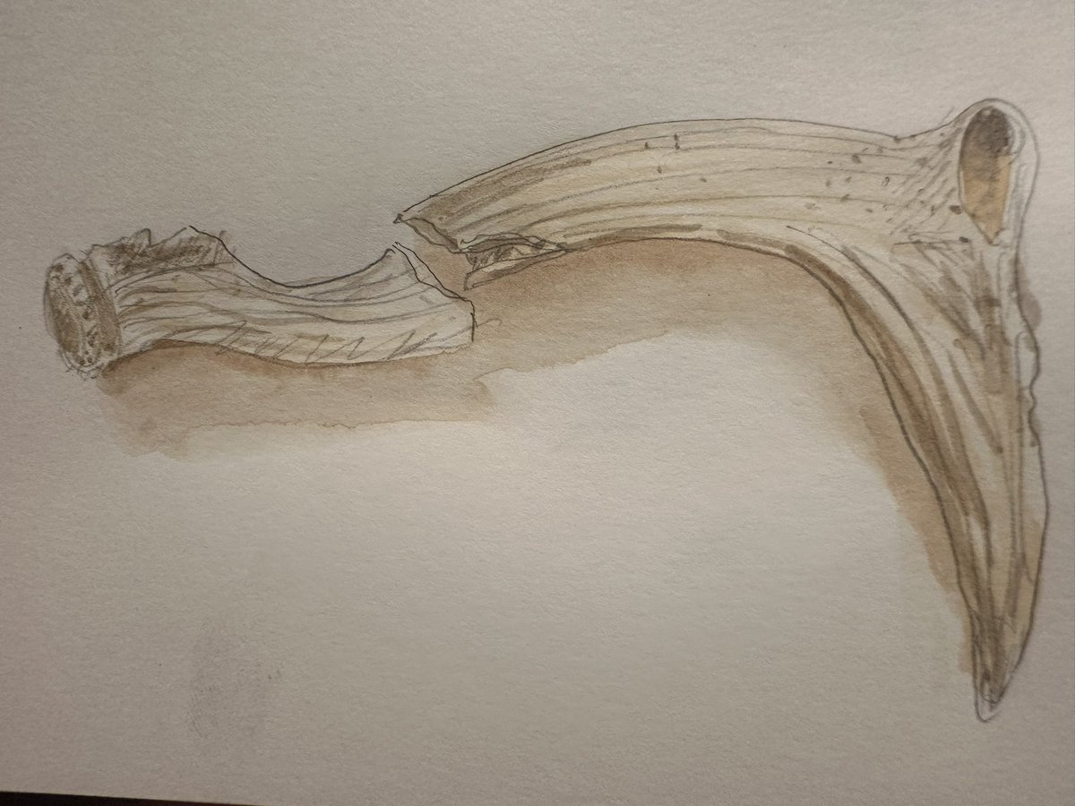 The <a href="/MOLArchaeology/">MOLA</a> dig in the A428 near St Neots turning up superb evidence from the Iron Age on #diggingforbritain - particularly taken with this antler pick #drawingdiggingforbritain #Archaeology
