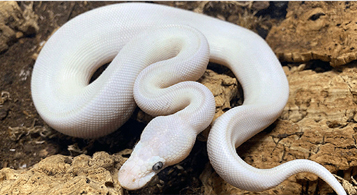 XYZReptiles's tweet image. What are the best pet snakes to have?
bit.ly/3BPHnej #XYZReptiles #BallPython #BabyBallPython #BallPythonMorph #PythonRegius #RoyalPython #Snake #SnakeLife #Pets #Reptiles #ReptileLover