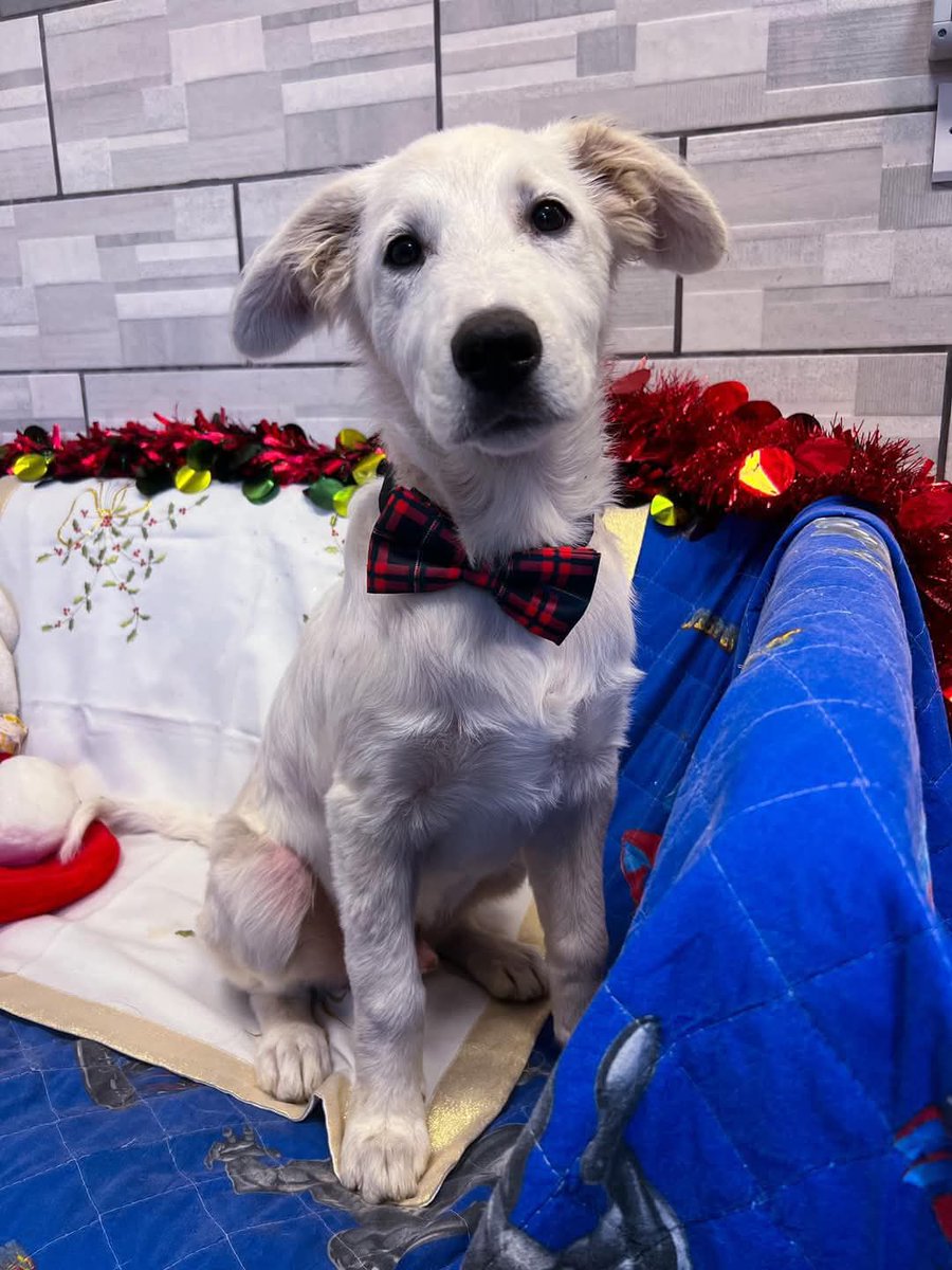 NESSUNA CHIAMATA PER LUI 😔
A cosa pensi? 
Ma Ve possano ceca'.
Siccome non era un maltese X la bambina idiota l' hanno buttato via
Te lo si legge negli occhi che hai solo paura di essere abbandonato…♥️
#NICOLÒ 4 mesi, 
lo avevano regalato alla bimba di casa, ma poi hanno capito