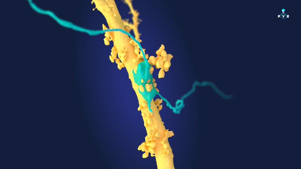 Coming soon: Hippocampal CA3 dataset