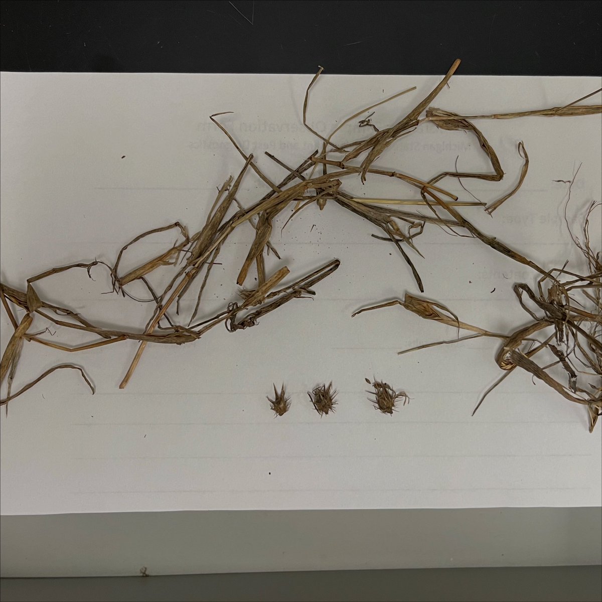 Pretty early in the new year for a plant ID already, but this one comes from hay…longspine sandbar (Cenchrus longispinus) a native, annual grass species that can cause damage to livestock mouths and is therefore undesirable.