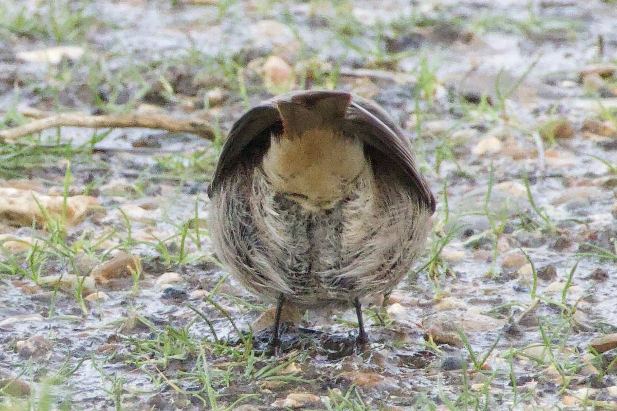 The Black Redstart at Brightlingsea isn’t shy.