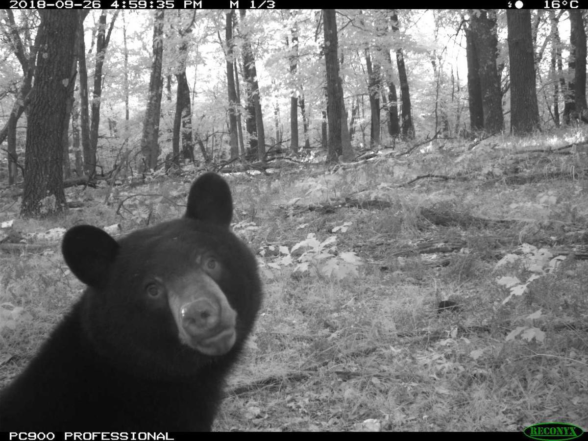 trailcam (@trail_cams) on Twitter photo 