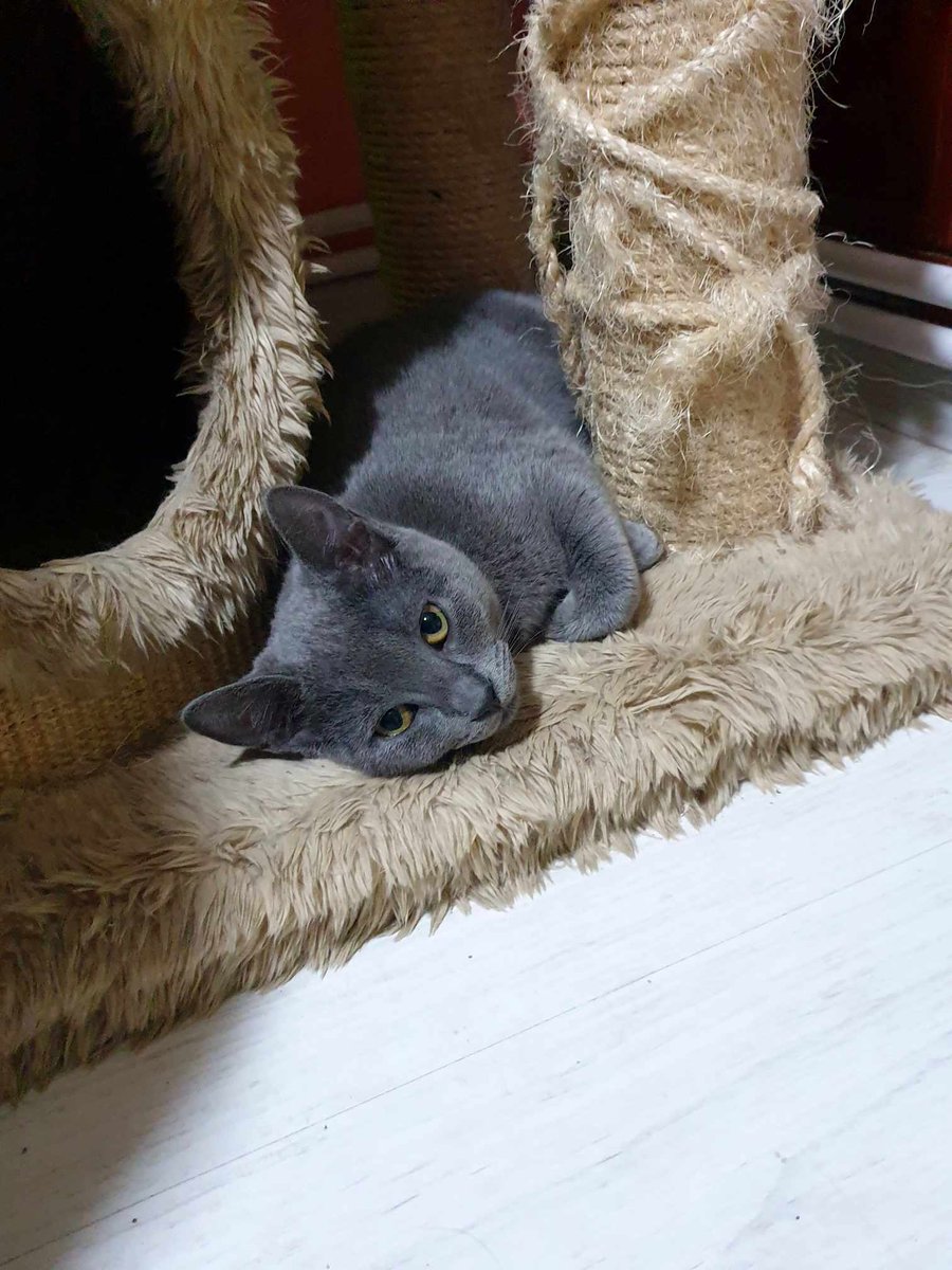 International Dog Rescue (@interdogrescue) on Twitter photo NO NEW DONATIONS! We can no longer raise money as #IDR but <a href="/HDCUK_Rescue/">Helping Dogs & Cats UK Rescue C.I.C</a> have agreed to take in cats.
This is AISHA
Cats CAN'T travel until costs covered. £320 is needed for EACH cat. £368 in TOTAL.
PLEASE HELP!
Donate to: paypal.com/paypalme/hdcuk REF:6 cats #catsinneed #HDCUK NO NEW DONATIONS! We can no longer raise money as #IDR but <a href="/HDCUK_Rescue/">Helping Dogs & Cats UK Rescue C.I.C</a> have agreed to take in cats.
This is AISHA
Cats CAN'T travel until costs covered. £320 is needed for EACH cat. £368 in TOTAL.
PLEASE HELP!
Donate to: paypal.com/paypalme/hdcuk REF:6 cats #catsinneed #HDCUK