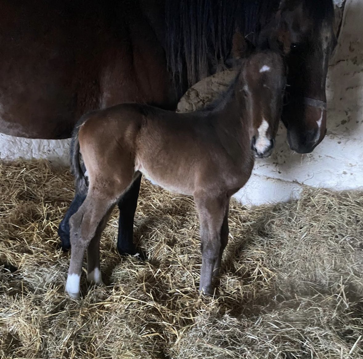 Very pleased with this first-crop colt by <a href="/WhitsburyManor/">Whitsbury Manor Stud</a> DRAGON SYMBOL. Pictured here at 3 days old.