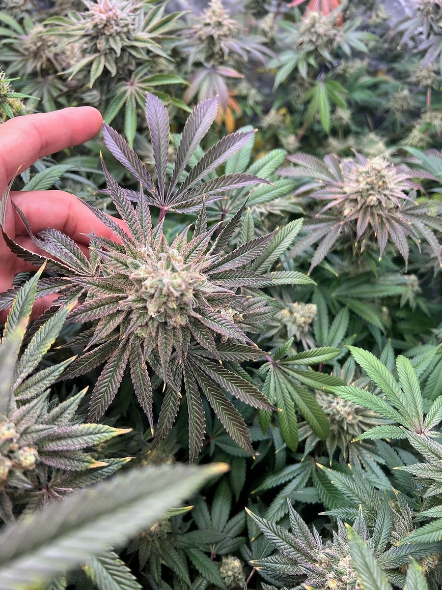 Natty Newfie tweet media