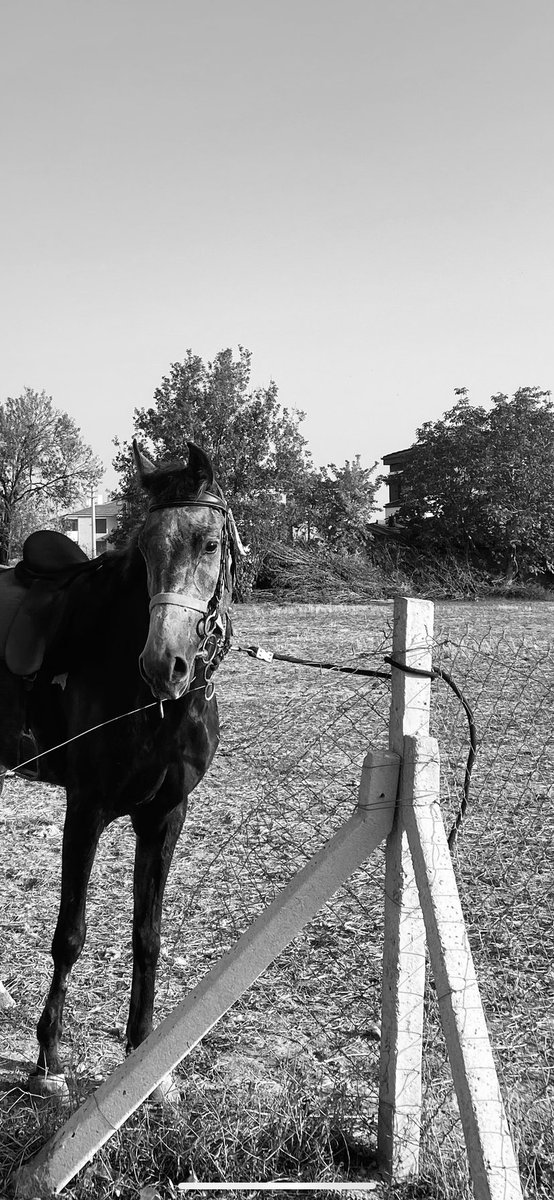 “ruhun mu ateş, yoksa o gözler mi alevden”

#at #küheylan #horse #karaca