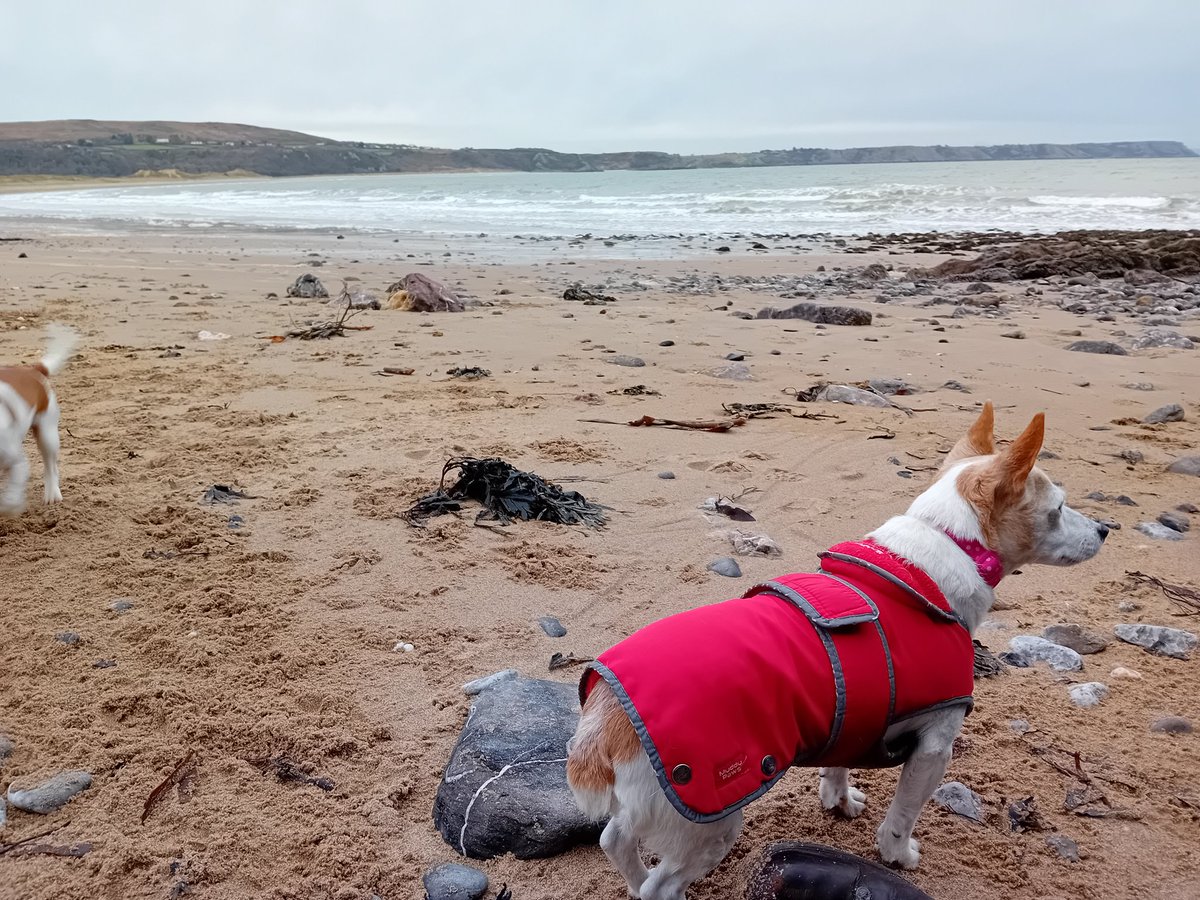 angiloveslife's tweet image. Beach walks and nature trails at Oxwich Bay in freezing temperatures,  but an invigorating day with family. Lily &amp;amp; Tucker enjoyed too. #Gower #oxwichbay #beach #walks #lilydog #tuckerdog