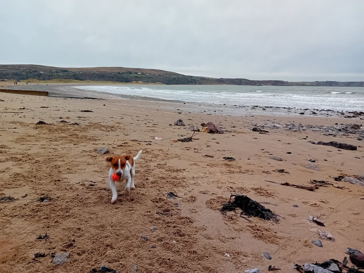 angiloveslife's tweet image. Beach walks and nature trails at Oxwich Bay in freezing temperatures,  but an invigorating day with family. Lily &amp;amp; Tucker enjoyed too. #Gower #oxwichbay #beach #walks #lilydog #tuckerdog