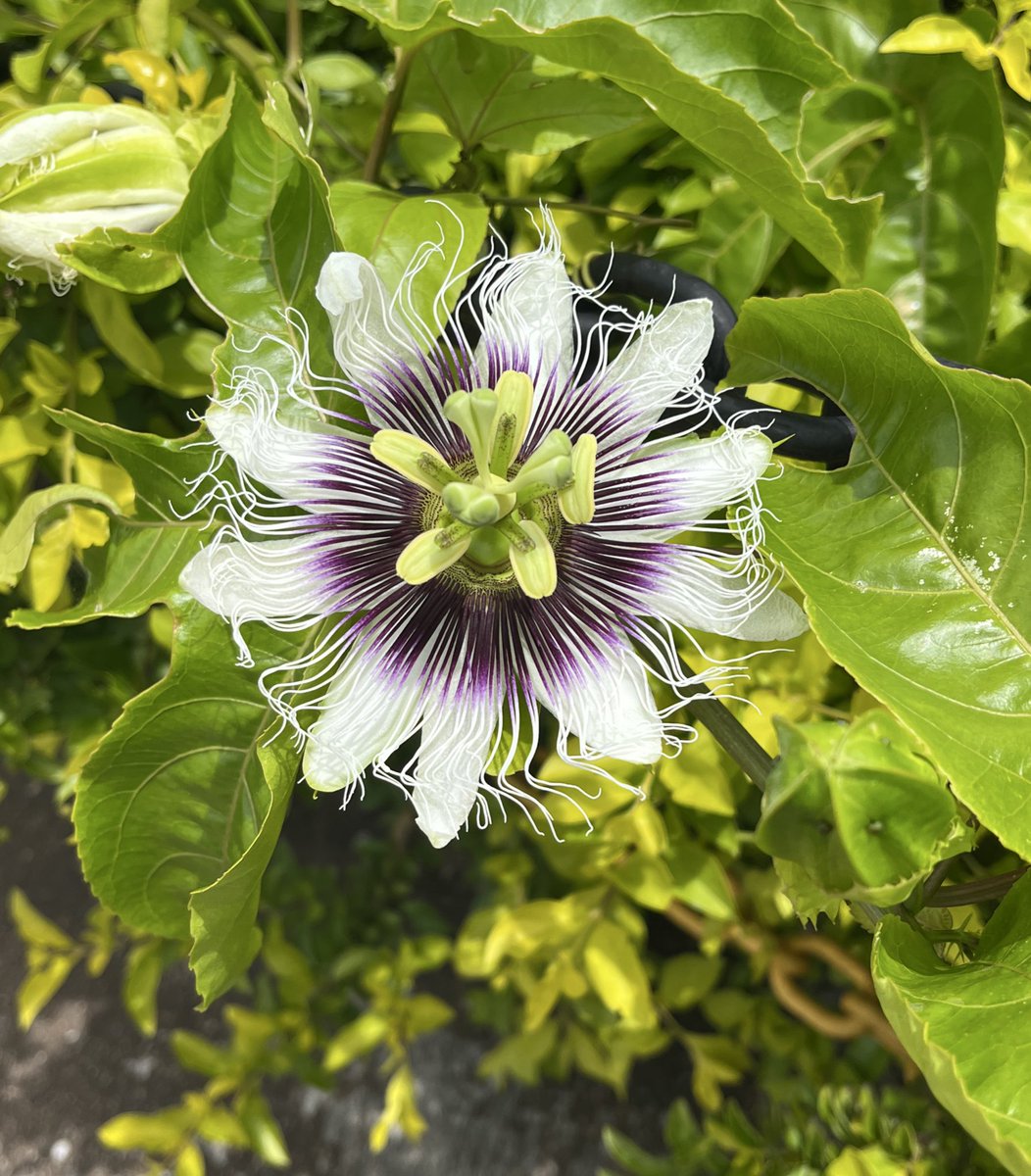 OleBergum's tweet photo. “La belle de jour”, flor do maracujá, lat. Passiflora edulis https://t.co/gYVkU7D7CF