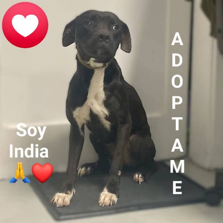 Albergue Bañaderos Gran Canaria 

INDIA es una de las últimas entradas.
INDIA es una mestiza PPP, adulta pero joven.
Es preciosa, sociable y necesita un hogar, una familia que la quiere para siempre.
#adopta 
#grancanaria 

PIDE CITA 👇 

albergueanimalesgrancanaria.com/Nuestros-Anima…