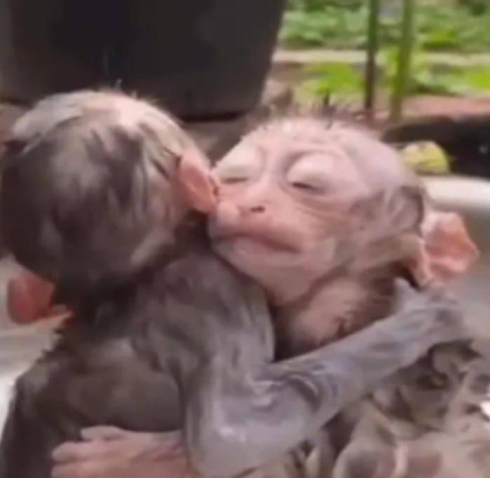 A veces siento que somos, la humanidad, esos changuitos