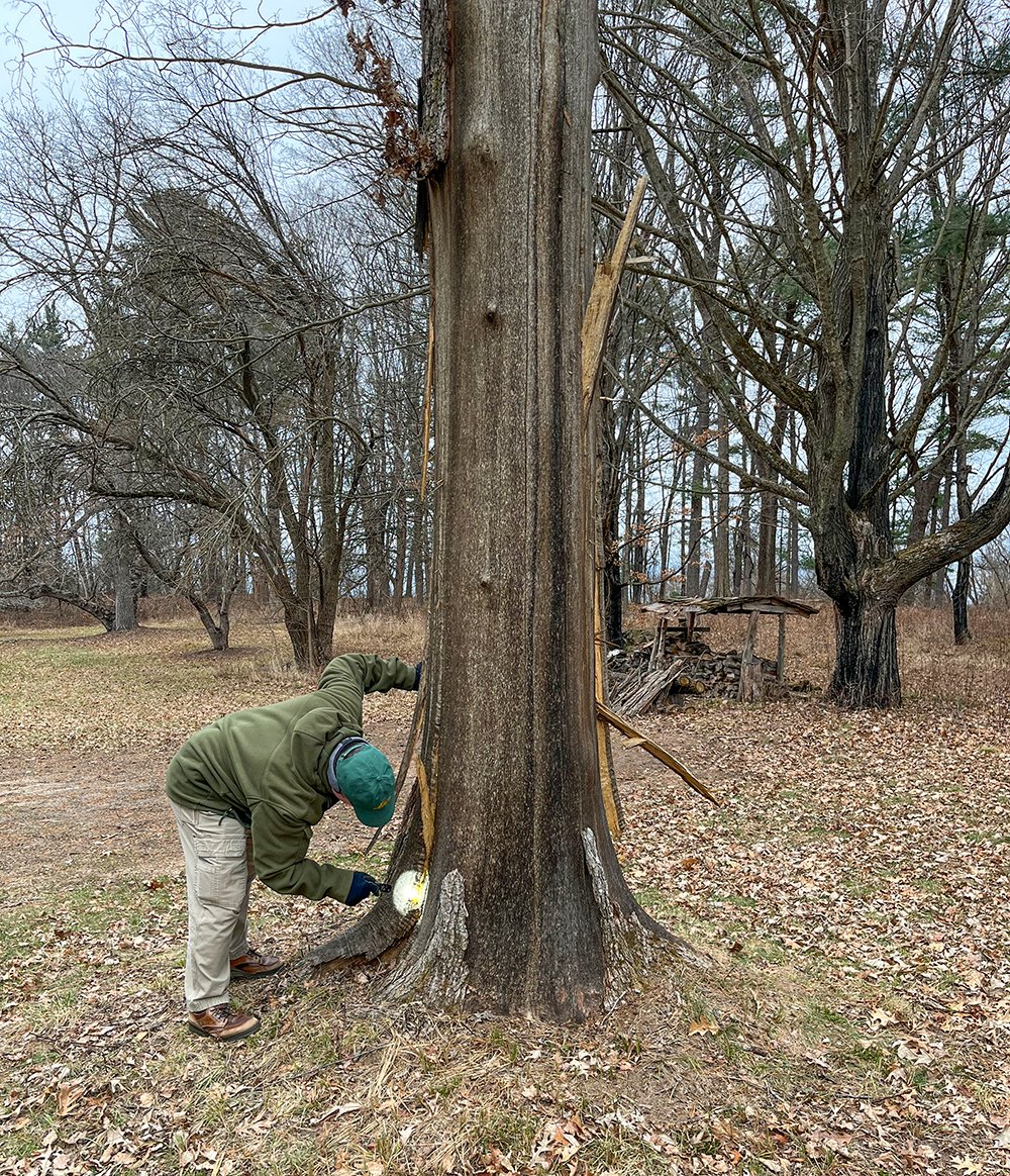 Forest Products Laboratory (@fswoodlab) on Twitter photo When a bur oak planted in 1938 near Aldo Leopold's shack was killed by a lightning strike, the <a href="/AldoLeopoldFdn/">Aldo Leopold Foundation</a> contacted the <a href="/fsWoodLab/">Forest Products Laboratory</a> for advice on how best to use the wood from the tree. research.fs.usda.gov/fpl/news/featu… When a bur oak planted in 1938 near Aldo Leopold's shack was killed by a lightning strike, the <a href="/AldoLeopoldFdn/">Aldo Leopold Foundation</a> contacted the <a href="/fsWoodLab/">Forest Products Laboratory</a> for advice on how best to use the wood from the tree. research.fs.usda.gov/fpl/news/featu…
