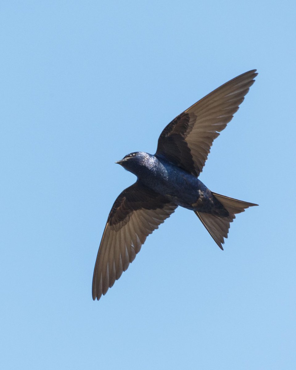 Wildlife Preservation Canada (@wpcwild911) on Twitter photo Announcing a new Wildlife Wednesday series đŁď¸â
â
Do you live on Denman Island, B.C.?â The Purple Martin Preservation Project team has a new pilot program! â
â
Learn more: wildlifepreservation.ca/blog/purple-ma⌠đâ
â
đ¸Getty Images.â
â
#DenmanIsland #WildlifeWednesday #WildlifeTalks Announcing a new Wildlife Wednesday series đŁď¸â
â
Do you live on Denman Island, B.C.?â The Purple Martin Preservation Project team has a new pilot program! â
â
Learn more: wildlifepreservation.ca/blog/purple-ma⌠đâ
â
đ¸Getty Images.â
â
#DenmanIsland #WildlifeWednesday #WildlifeTalks