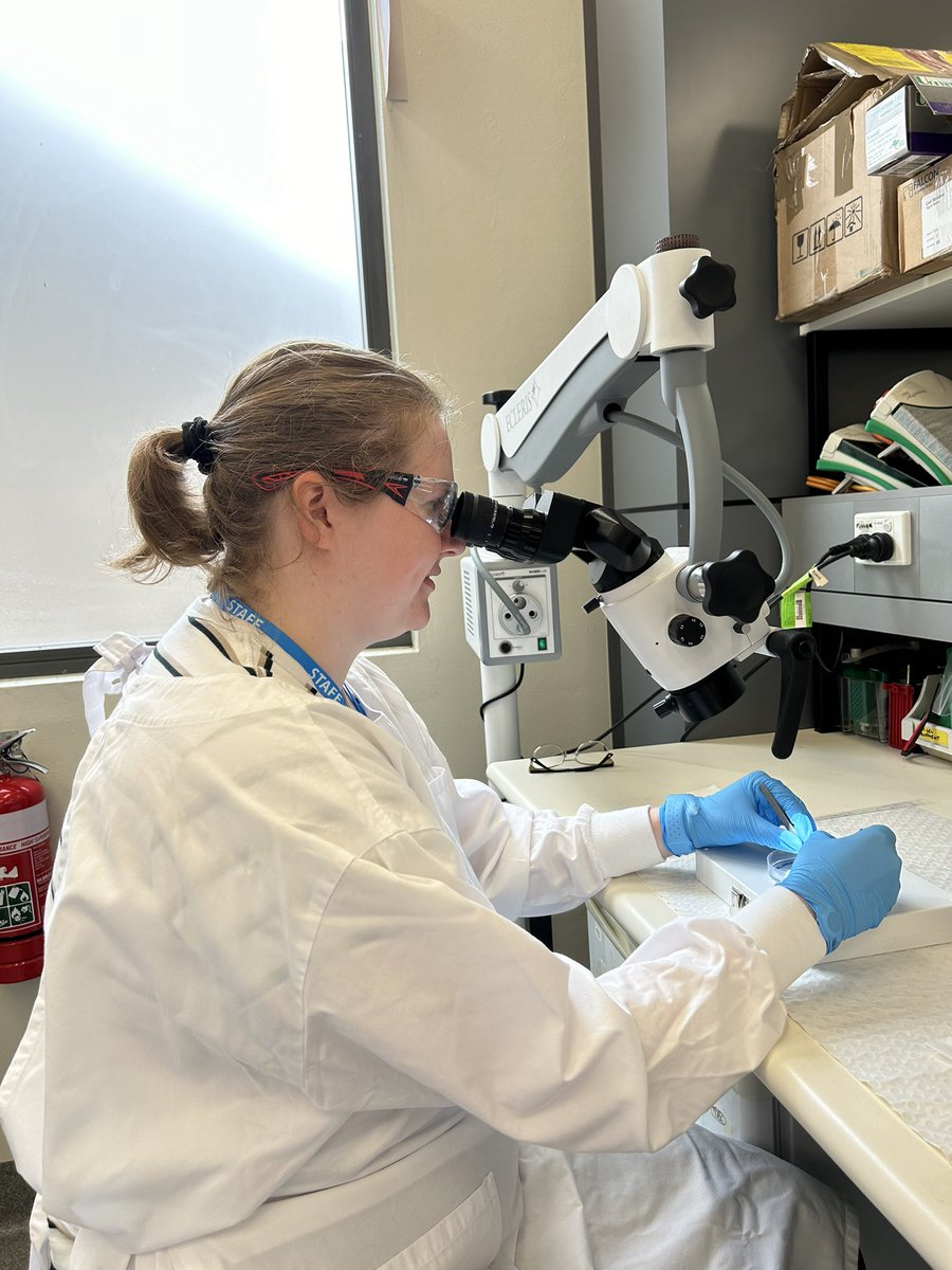 retinalresgroup's tweet image. So wonderful to be collaborating with @AshishMisraLab on a new diabetic retinopathy project at @HRIAust Training our summer student Kate Fox on retinal dissections today! Go Kate! 👁️ 🔬 @EyeDaisyShu