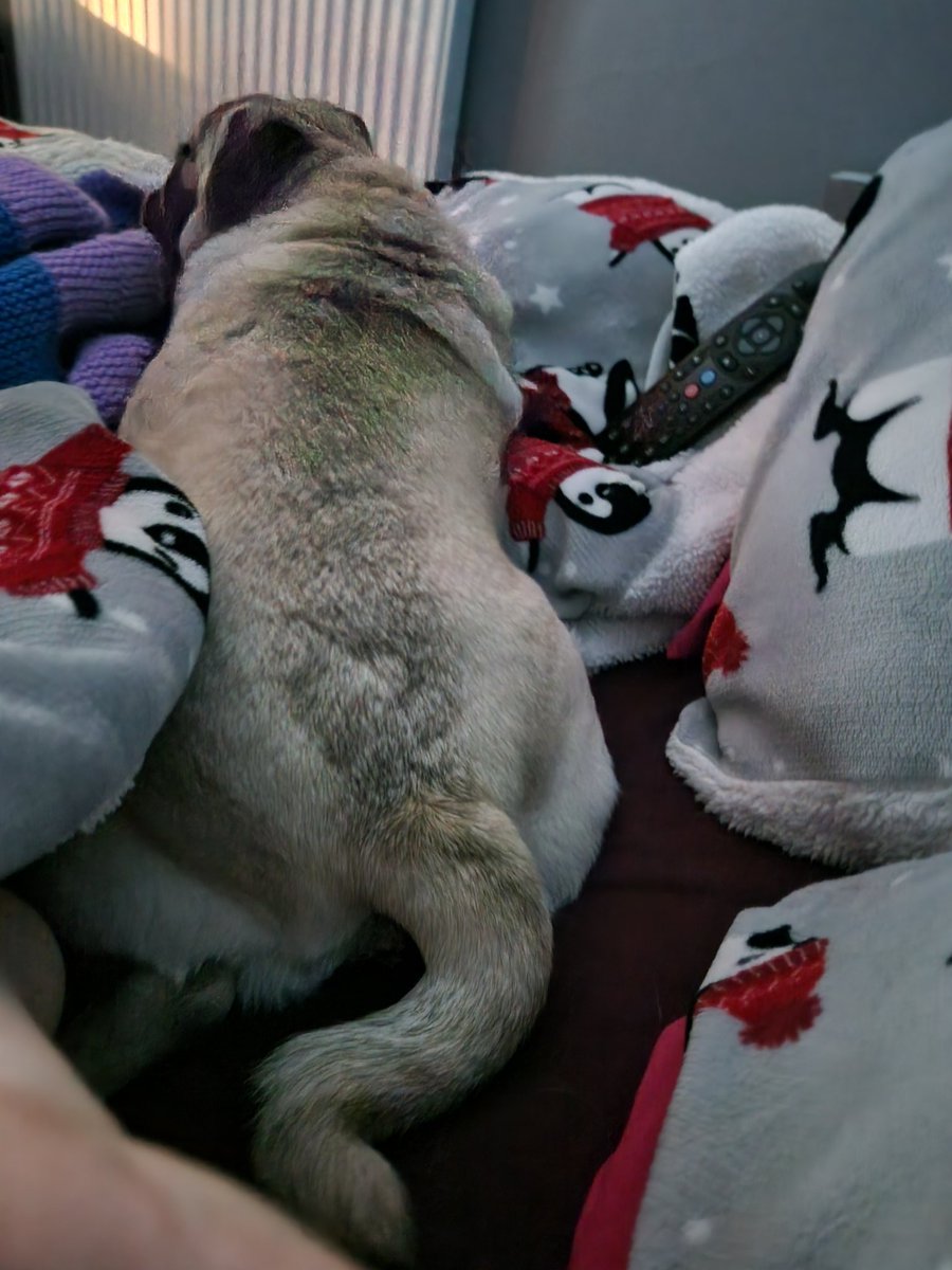 When trying to rest your weary head on your pillow, it's essential you have a potato bottom facing you! Pray for me people, pray for me 🤣