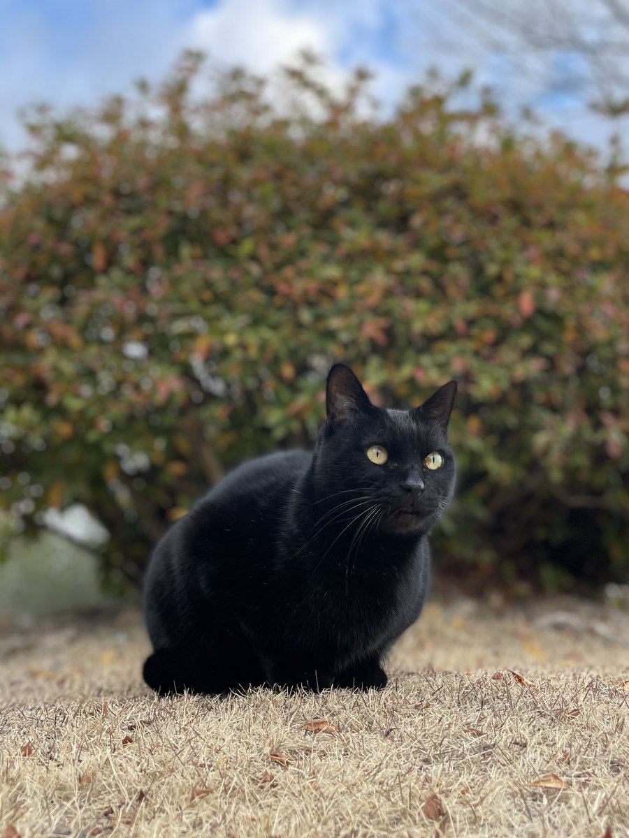 黒猫 投稿詳細｜MOTOCLE