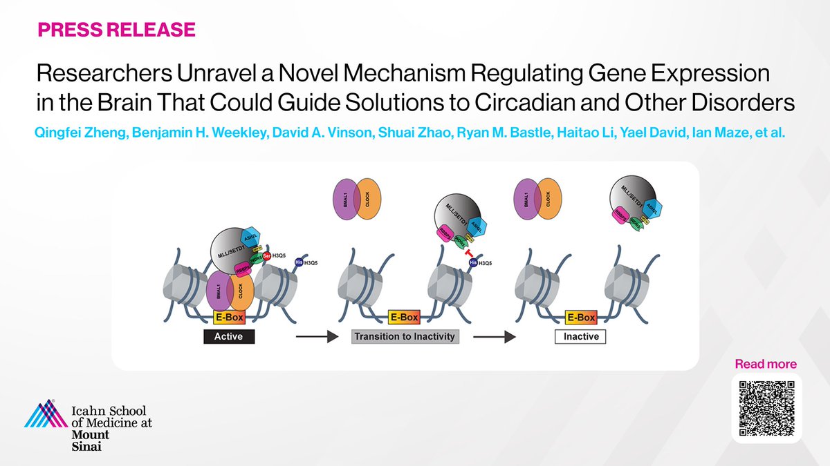 Friedman Brain Institute (@sinaibrain) on Twitter photo PRESS RELEASE: EXCITED to share NEW STUDY from <a href="/themazelab/">The Maze Lab</a>! Findings from collaborative effort between <a href="/IcahnMountSinai/">Icahn School of Medicine at Mount Sinai</a> & <a href="/MSKCancerCenter/">Memorial Sloan Kettering Cancer Center</a> could eventually guide dvlpmnt of targeted therapies for conditions involving #CircadianRhythm disruptions. mountsinai.org/about/newsroom… PRESS RELEASE: EXCITED to share NEW STUDY from <a href="/themazelab/">The Maze Lab</a>! Findings from collaborative effort between <a href="/IcahnMountSinai/">Icahn School of Medicine at Mount Sinai</a> & <a href="/MSKCancerCenter/">Memorial Sloan Kettering Cancer Center</a> could eventually guide dvlpmnt of targeted therapies for conditions involving #CircadianRhythm disruptions. mountsinai.org/about/newsroom…