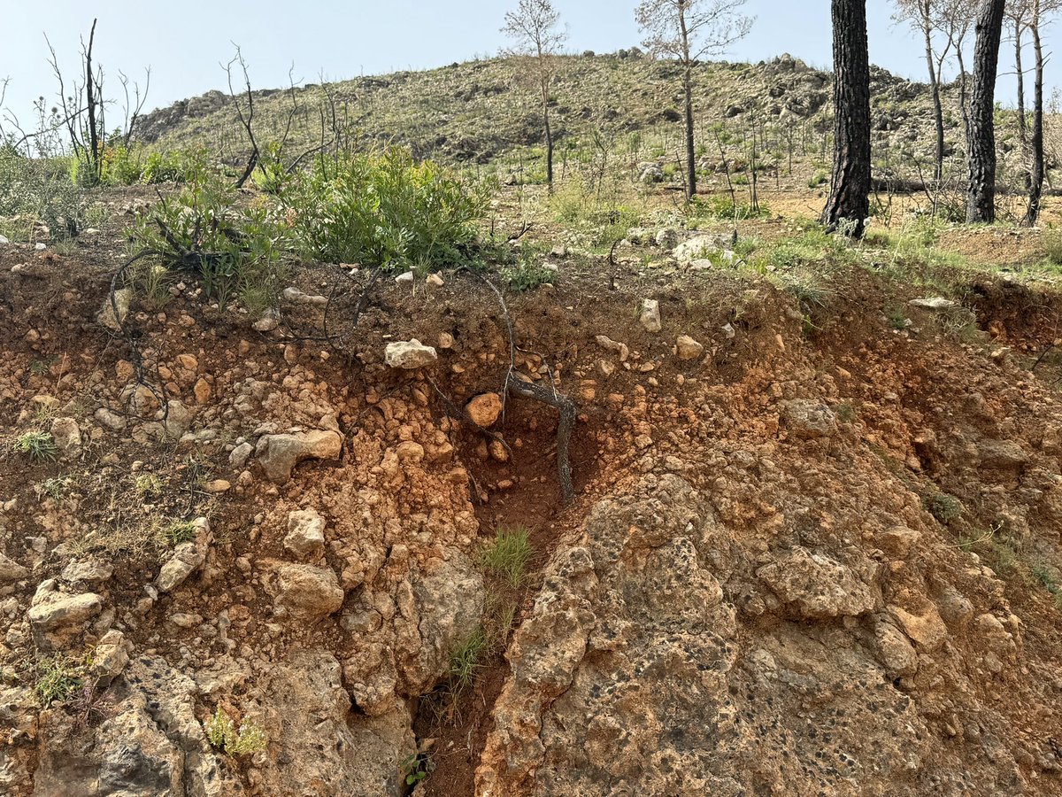 Artemi Cerdà (@artemiocerda) on Twitter photo Ash is relevant in the fate of fire affected land.
sciencedirect.com/science/articl… Ash is relevant in the fate of fire affected land.
sciencedirect.com/science/articl…