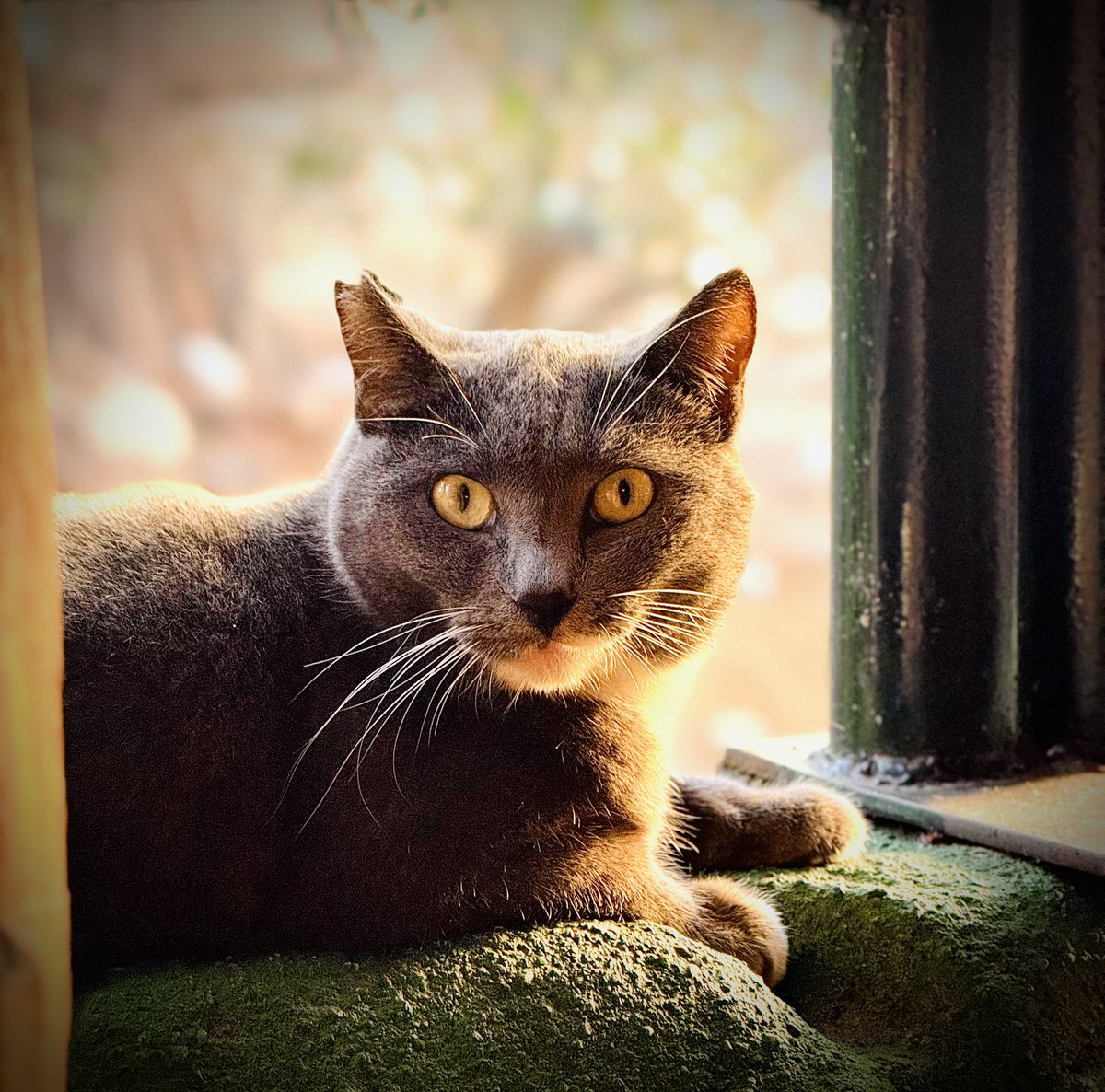 k_w1a2's tweet photo. @madebygoogle Amazing camera ❤️ https://t.co/bFxNMnuVEG