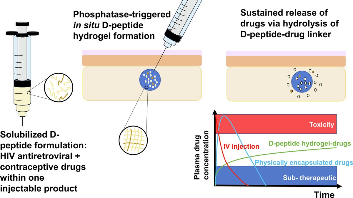 J Controlled Release (@jcrneditors) on Twitter photo D-peptide hydrogels as a long-acting multipurpose drug delivery platform for combined contraception and HIV prevention.
| Garry Laverty <a href="/QUBelfast/">Queen's University Belfast 🎓</a> | <a href="/DrLaverty/">Garry Laverty</a> <a href="/UKICRS/">UKICRS</a>
#hydrogel #peptide #LongActing
doi.org/10.1016/j.jcon… D-peptide hydrogels as a long-acting multipurpose drug delivery platform for combined contraception and HIV prevention.
| Garry Laverty <a href="/QUBelfast/">Queen's University Belfast 🎓</a> | <a href="/DrLaverty/">Garry Laverty</a> <a href="/UKICRS/">UKICRS</a>
#hydrogel #peptide #LongActing
doi.org/10.1016/j.jcon…