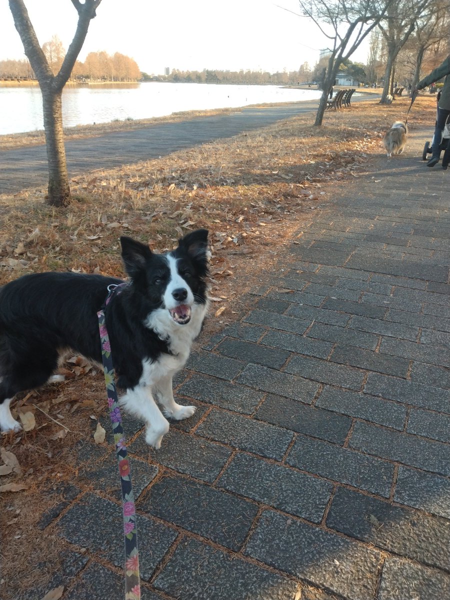 BorderCollieFeb's tweet photo. どうやら、家はワンコの飼い方が過保護だと言われているみたい(笑)

全くもって平均かつ標準的(にせめて合わせようとしている)

まだまだ出来てないことは多いよ。 https://t.co/OKgPGa5r0h